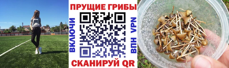 Псилоцибиновые грибы Magic Shrooms  сколько стоит  Белогорск 